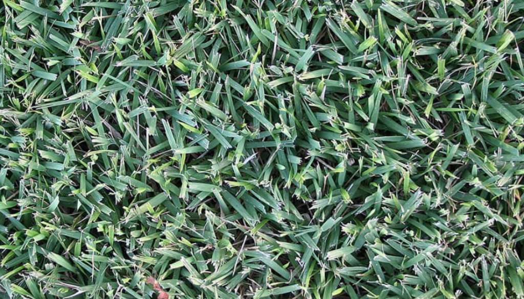 empire-zoysia