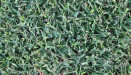 empire-zoysia