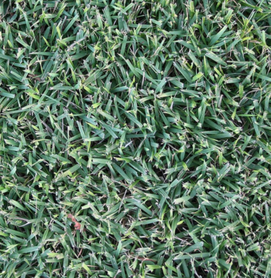 empire-zoysia