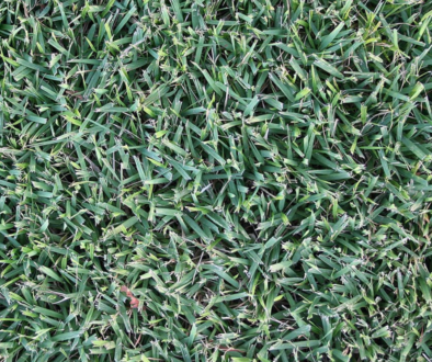 empire-zoysia