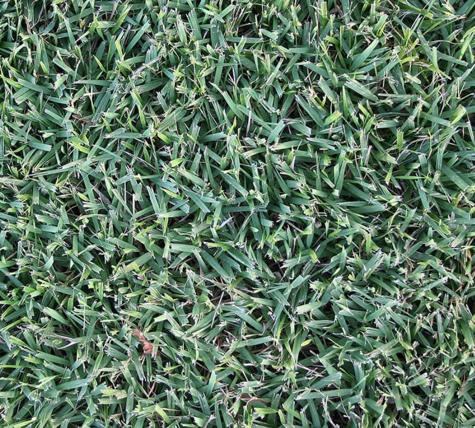 empire-zoysia empire-zoysia
