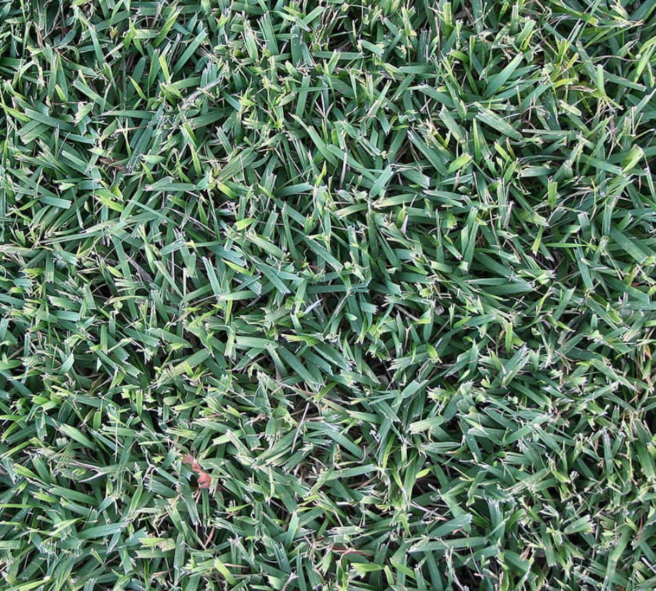 empire-zoysia