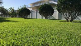 floratam-st-augustine-home-lawn-in-florida