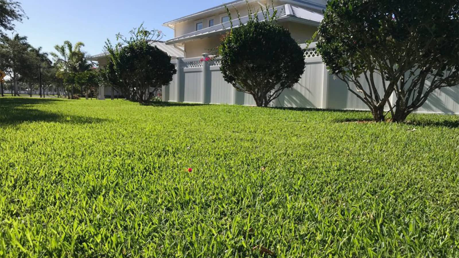floratam-st-augustine-home-lawn-in-florida